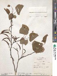 Cercis canadensis image