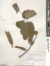 Cercis canadensis image