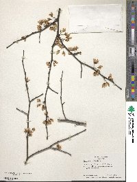 Cercis canadensis image