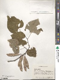 Cercis canadensis image