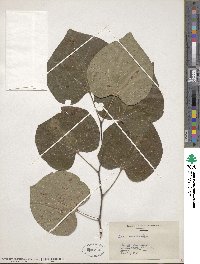 Cercis canadensis image