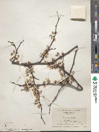 Cercis canadensis image