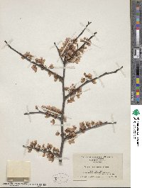 Cercis canadensis image