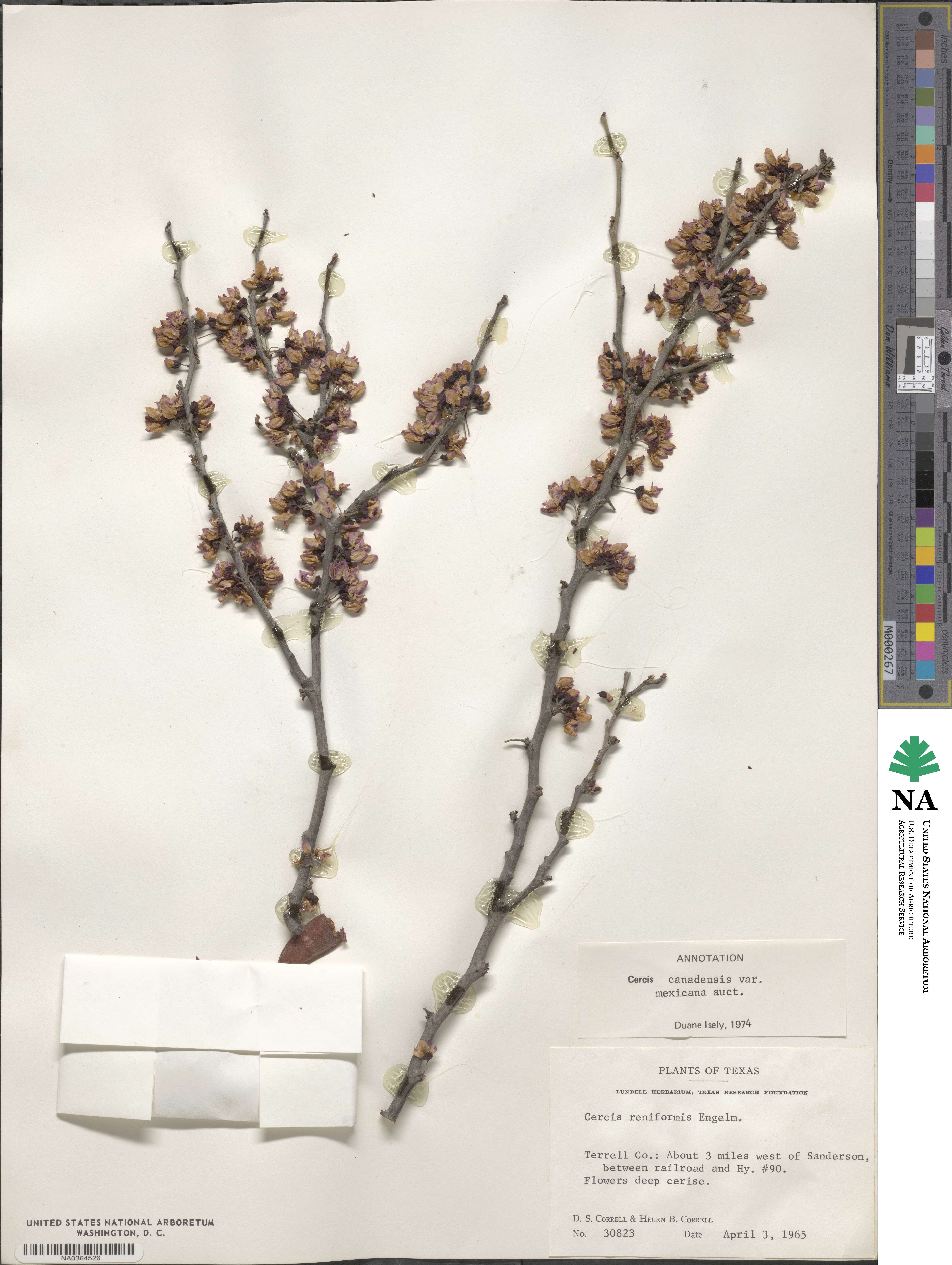 Cercis canadensis subsp. mexicana image