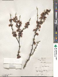 Cercis canadensis image