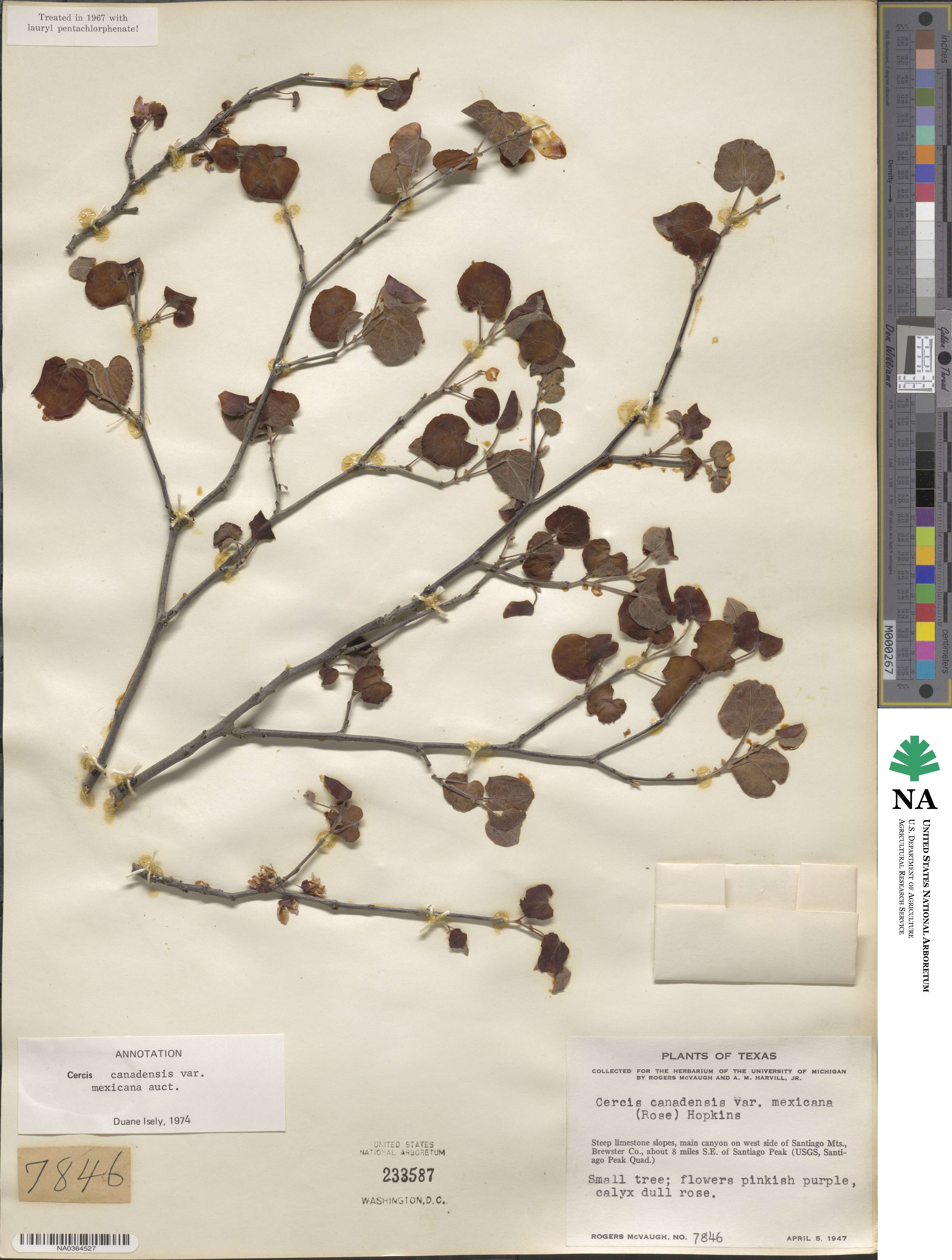 Cercis canadensis subsp. mexicana image