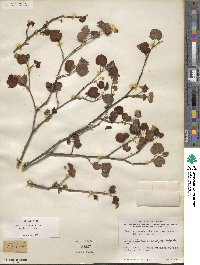 Cercis canadensis image