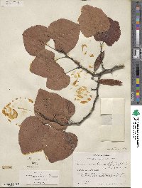 Cercis canadensis subsp. texensis image