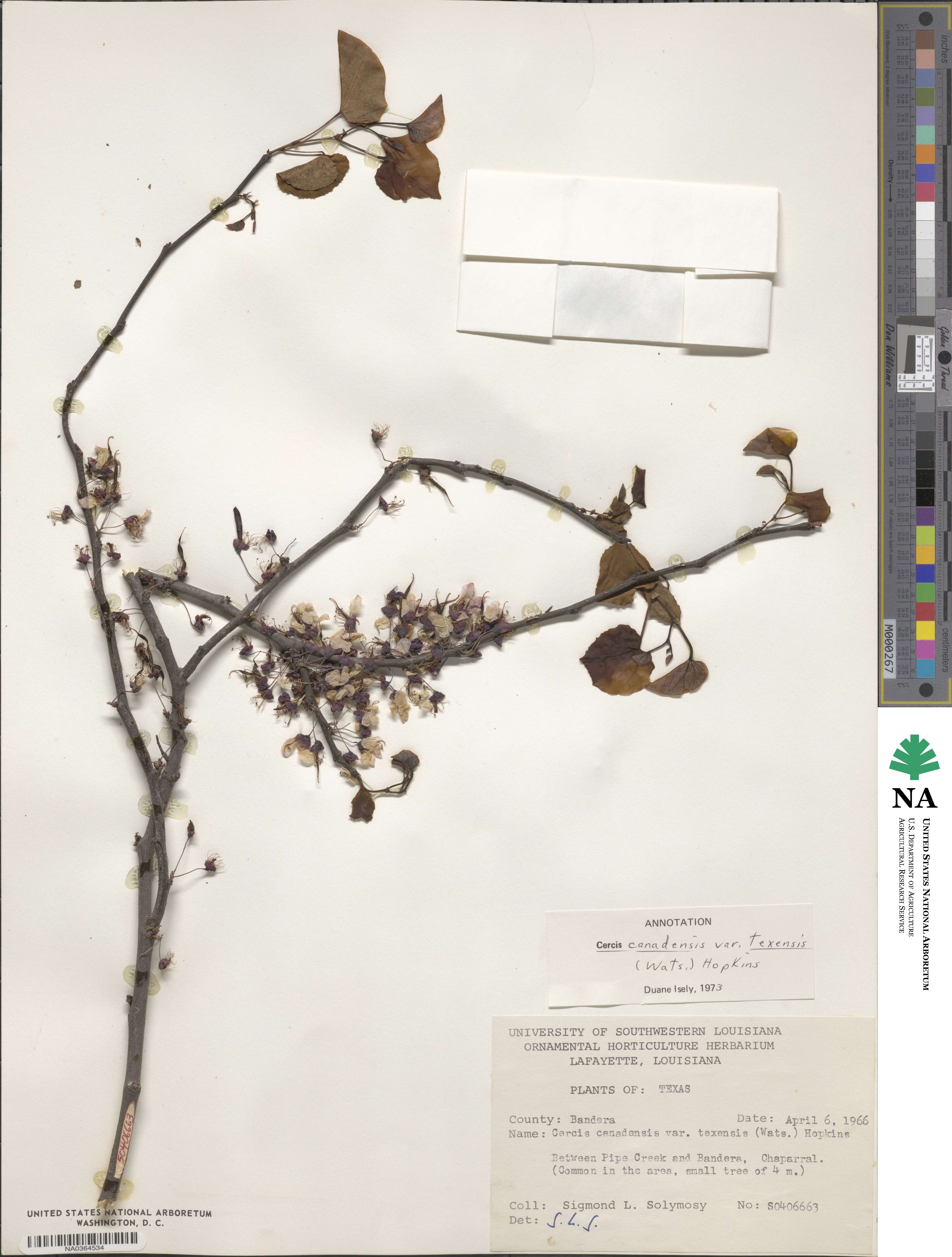 Cercis canadensis subsp. texensis image