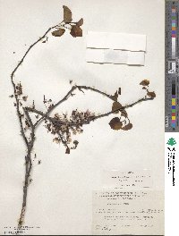 Cercis canadensis subsp. texensis image