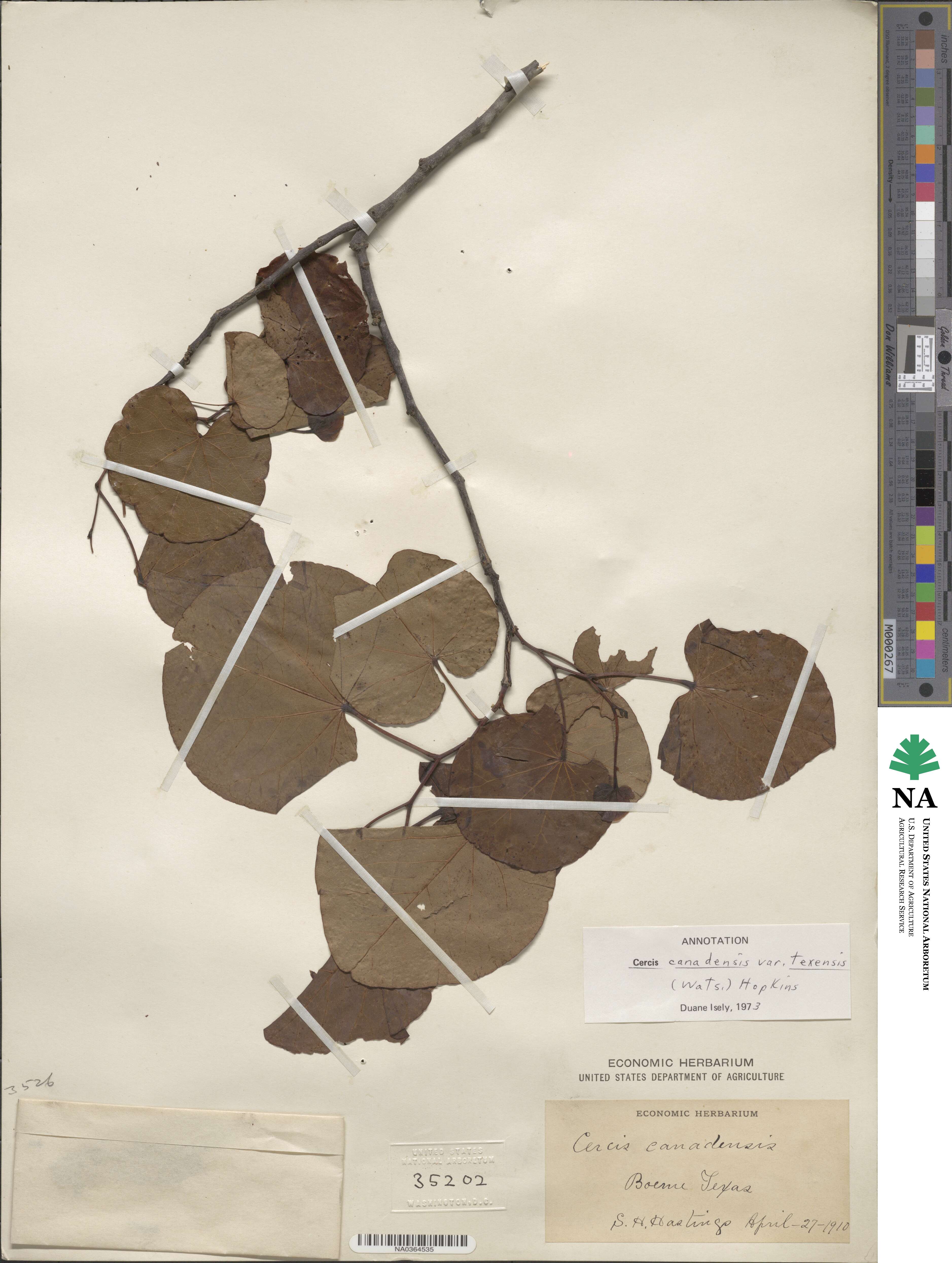 Cercis canadensis subsp. texensis image