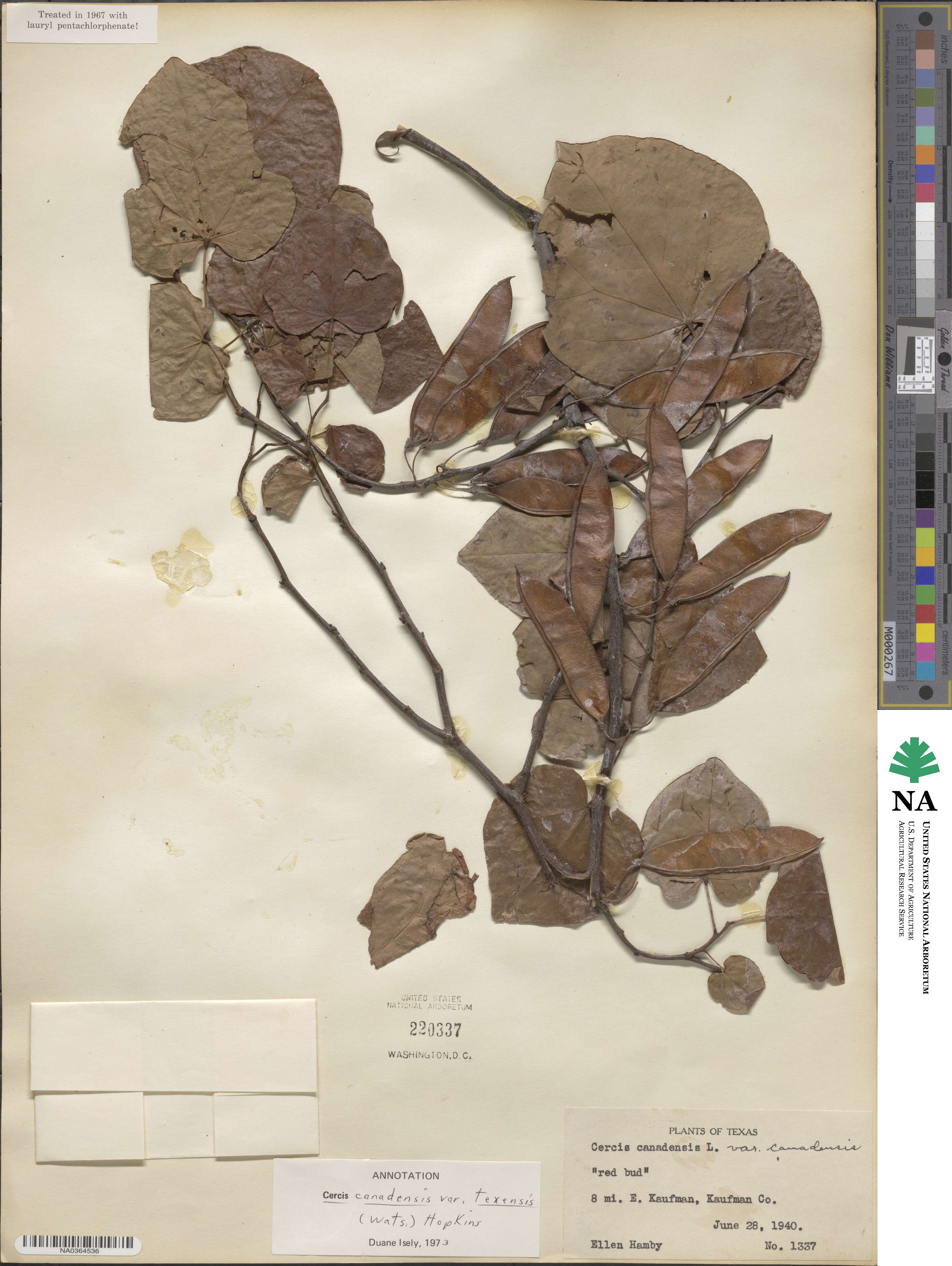 Cercis canadensis subsp. texensis image