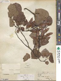 Cercis canadensis subsp. texensis image