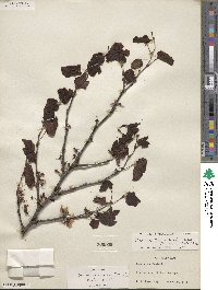 Cercis canadensis subsp. texensis image