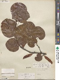 Cercis canadensis subsp. texensis image