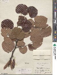 Cercis canadensis subsp. texensis image