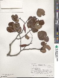 Cercis canadensis subsp. texensis image