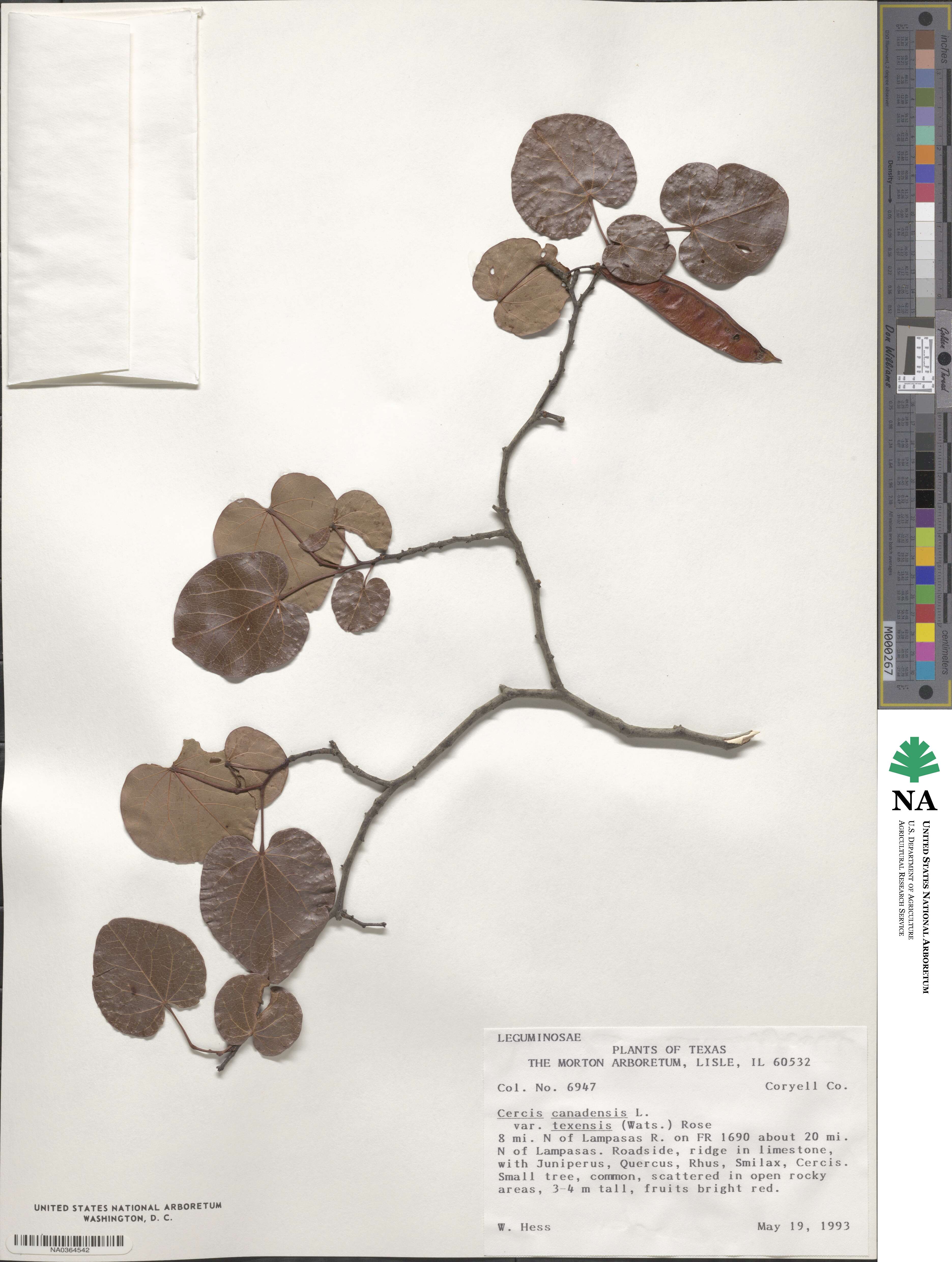 Cercis canadensis subsp. texensis image