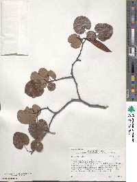 Cercis canadensis subsp. texensis image