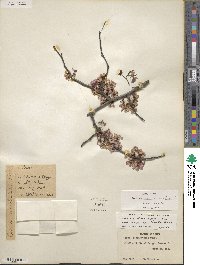 Cercis canadensis subsp. texensis image