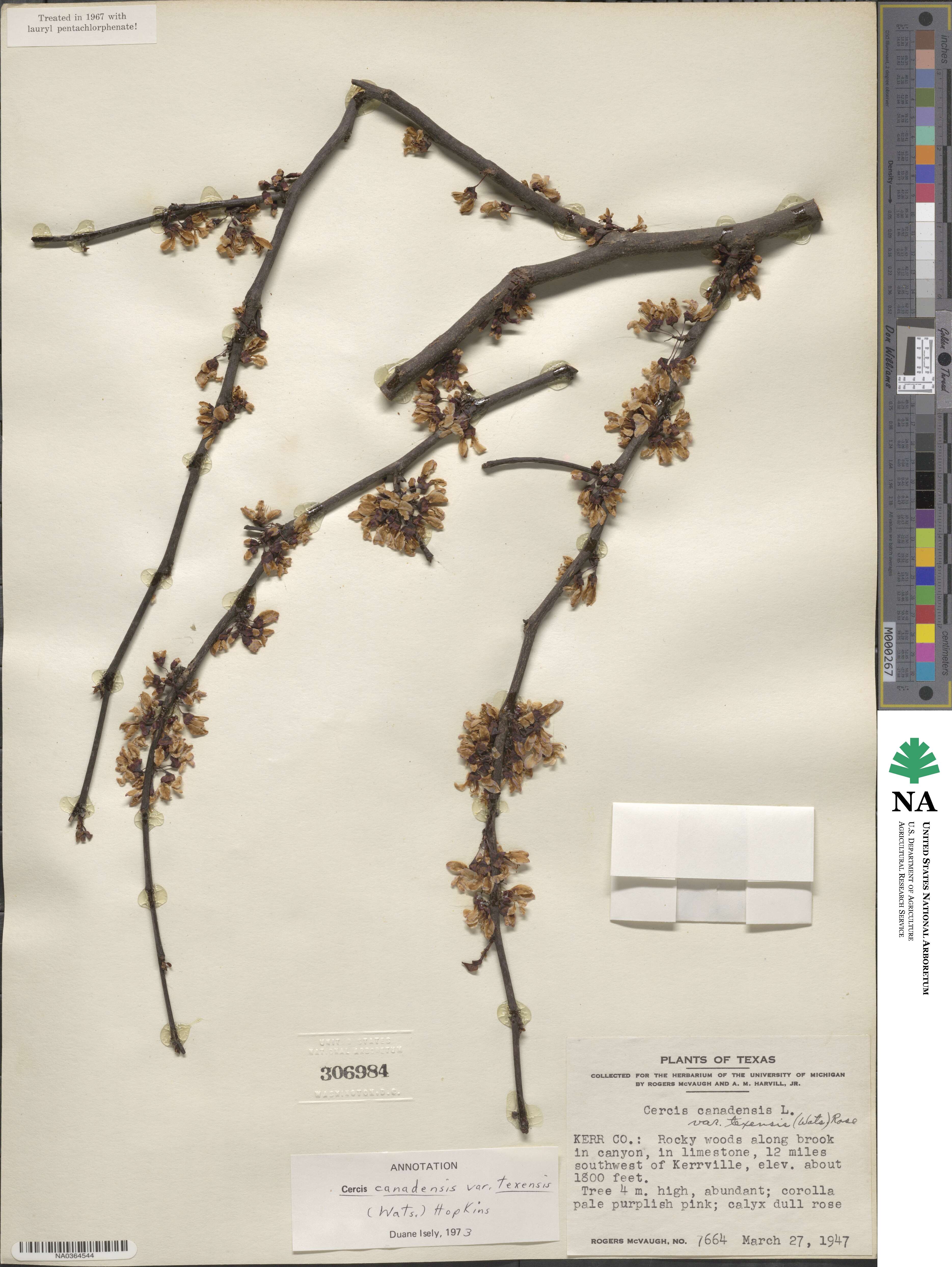 Cercis canadensis subsp. texensis image