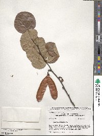 Cercis occidentalis image