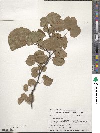 Cercis occidentalis image