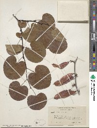 Cercis occidentalis image