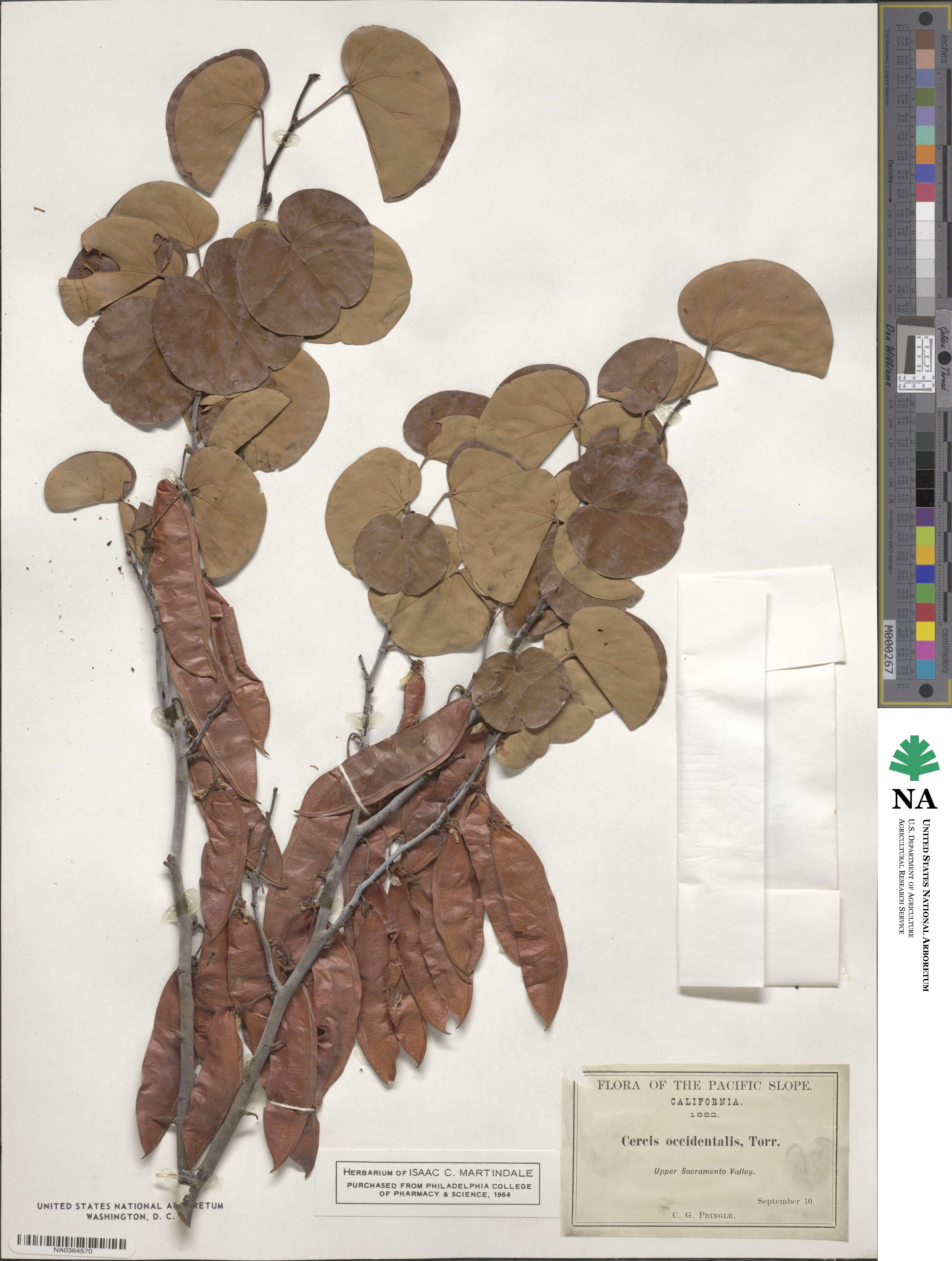 Cercis occidentalis image