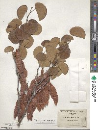 Cercis occidentalis image