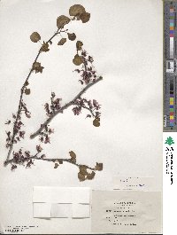 Cercis occidentalis image