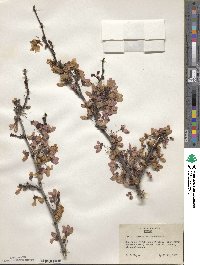 Cercis siliquastrum image