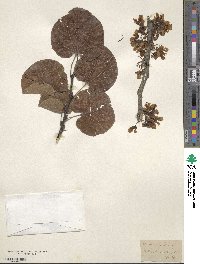 Cercis siliquastrum image