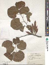 Cercis canadensis image