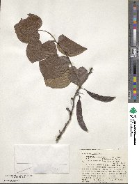 Cercis canadensis image