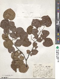 Cercis canadensis subsp. mexicana image