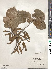 Cercis chinensis image