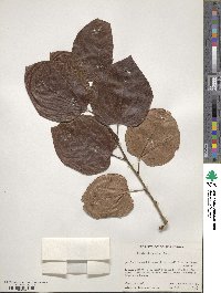 Cercis chinensis image