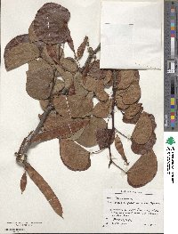 Cercis siliquastrum image