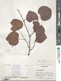 Cercis canadensis image