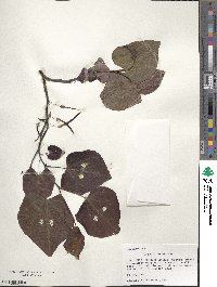 Cercis canadensis image