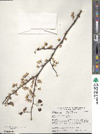 Cercis canadensis image