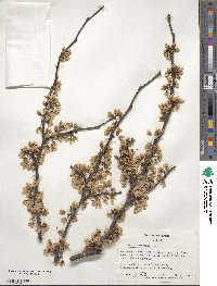 Cercis canadensis image