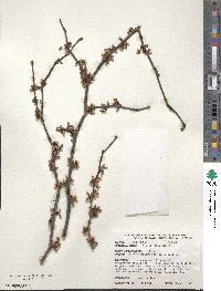 Cercis canadensis image