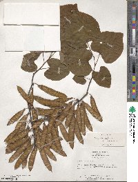 Cercis canadensis image