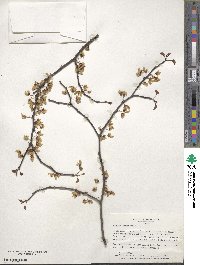 Cercis canadensis image