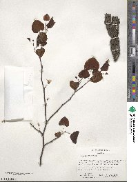 Cercis canadensis image