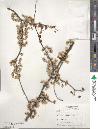 Cercis canadensis image