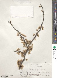 Cercis canadensis image