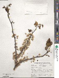 Cercis canadensis image